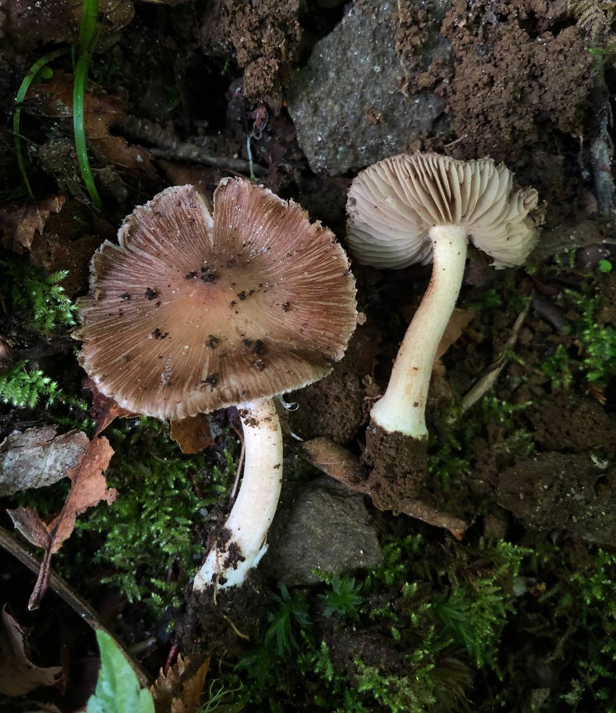 Inocybe decemgibbosa image