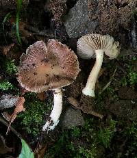 Inocybe decemgibbosa image