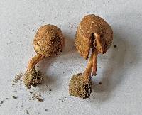 Inocybe earleana image