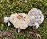 Inocybe dulciolens image