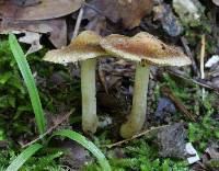 Inocybe dulciolens image