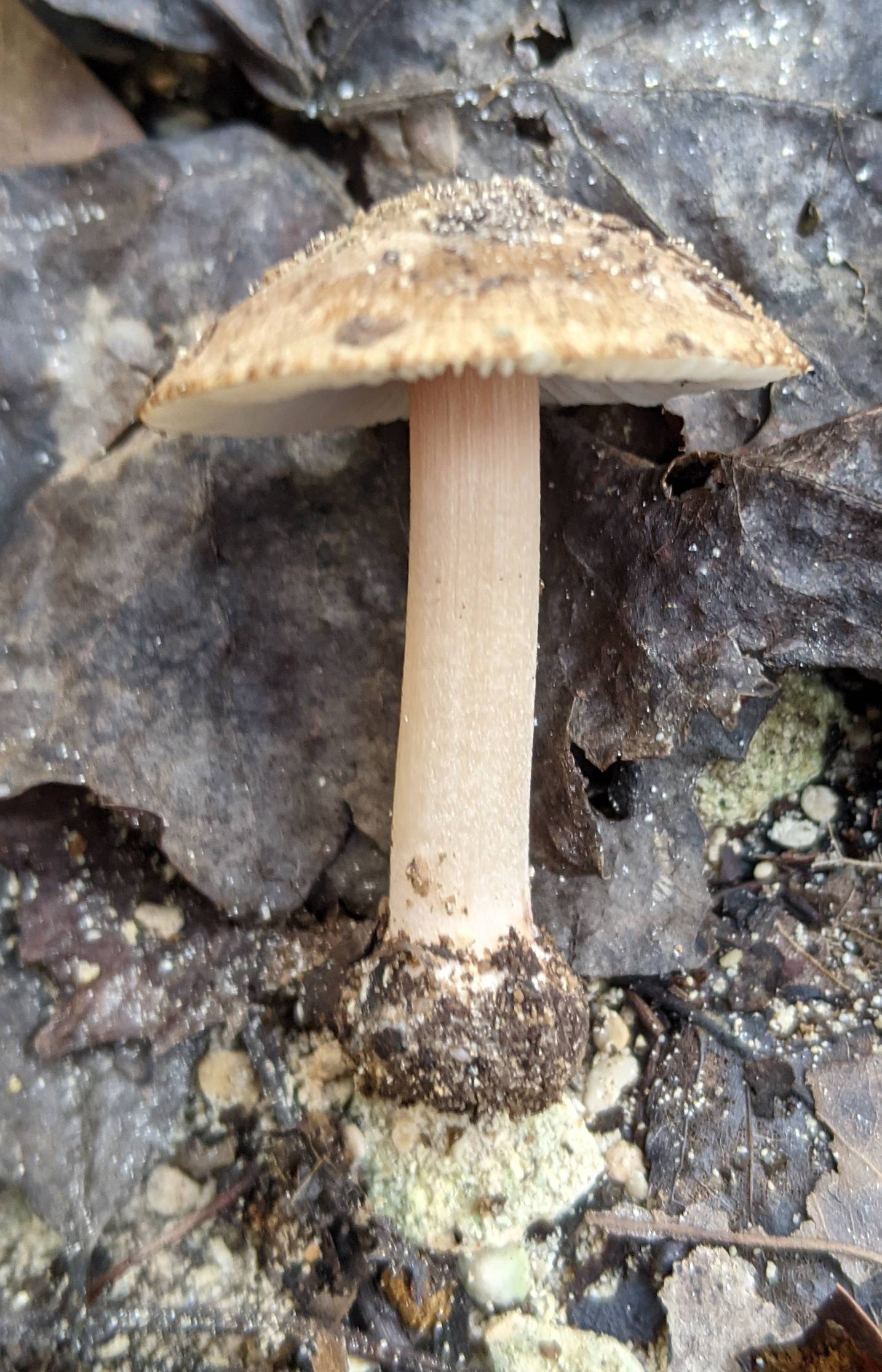 Inocybe dunensis image