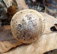 Inocybe dunensis image