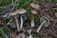 Inocybe flocculosa image