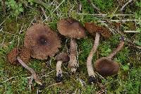 Inocybe goniopusio image