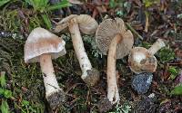 Inocybe grammata image