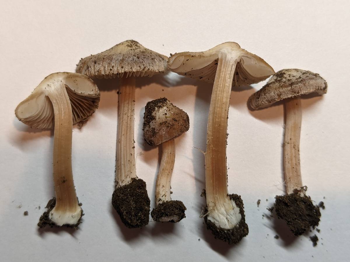 Inocybe grammata image