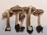 Inocybe grammata image