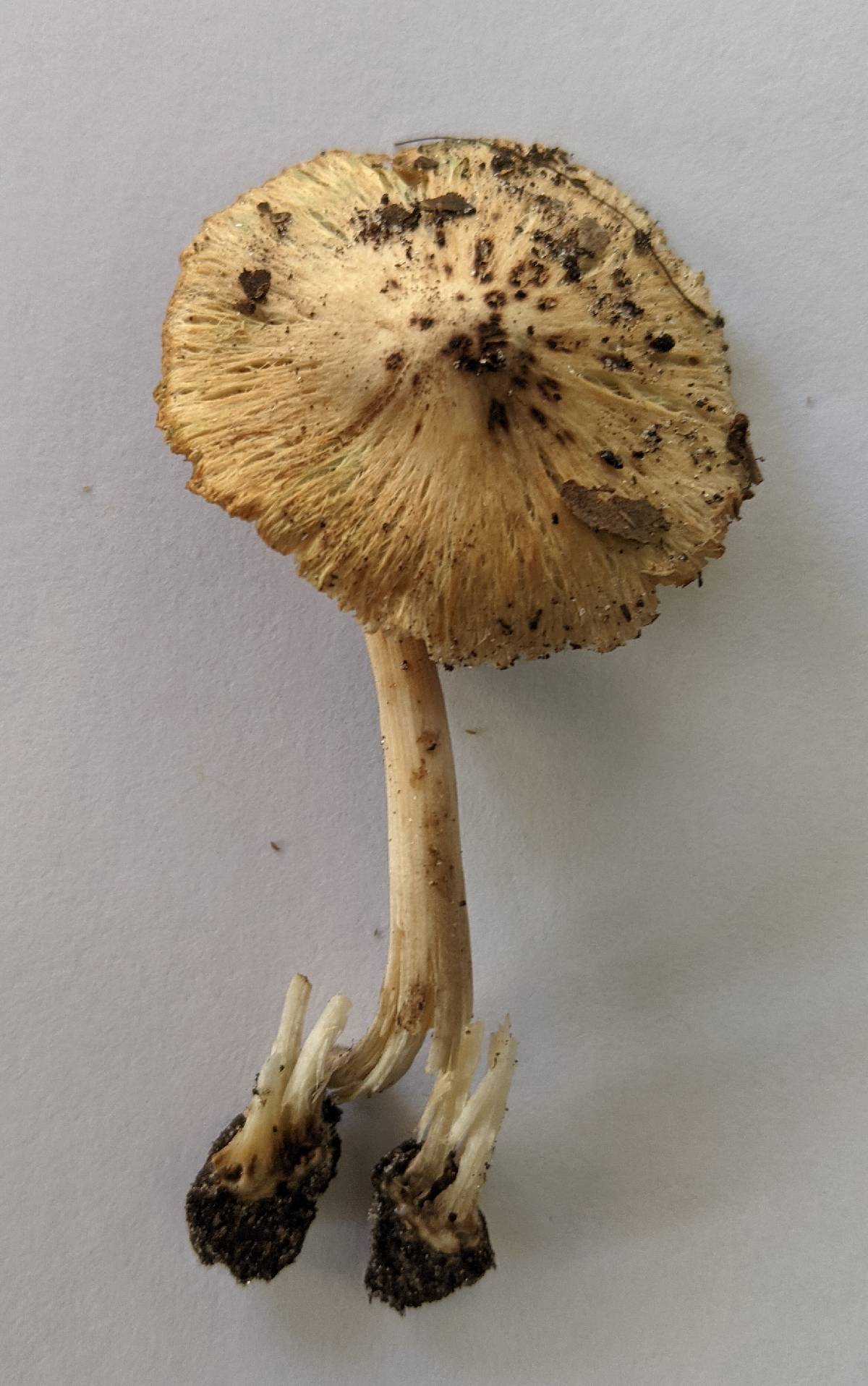 Inocybe nucleata image