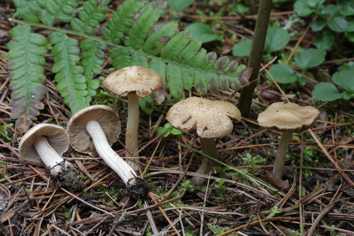 Inocybe ochroalba image
