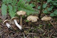 Inocybe ochroalba image