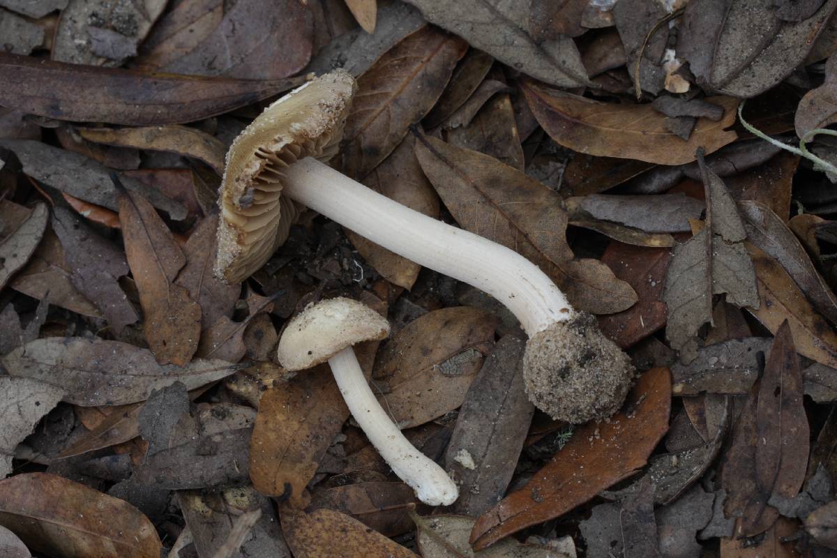 Inocybe floridana image