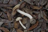 Inocybe floridana image