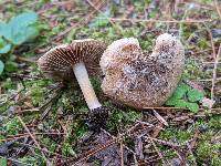 Inocybe inodora image