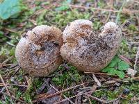 Inocybe inodora image