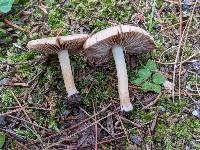 Inocybe inodora image