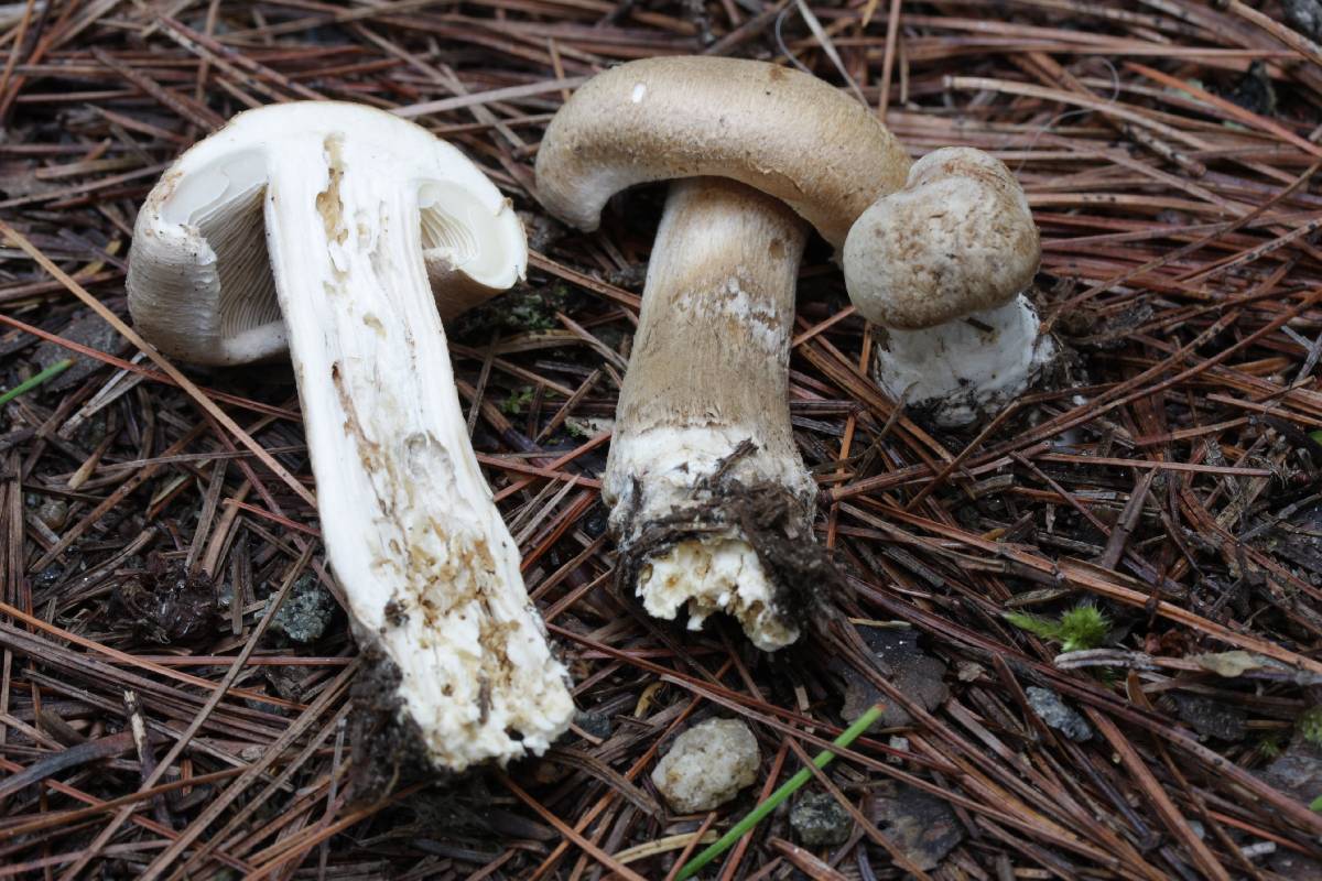 Inocybe melanopus image