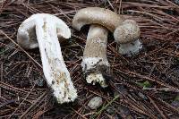 Image of Inocybe melanopus