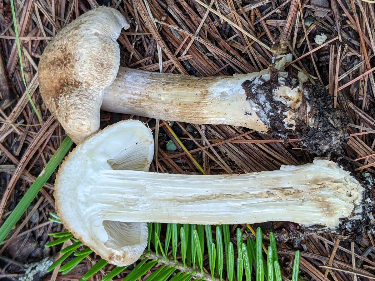 Inocybe melanopus image