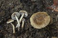 Inocybe minima image