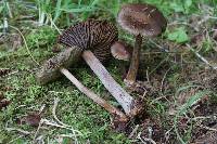 Inocybe napipes image