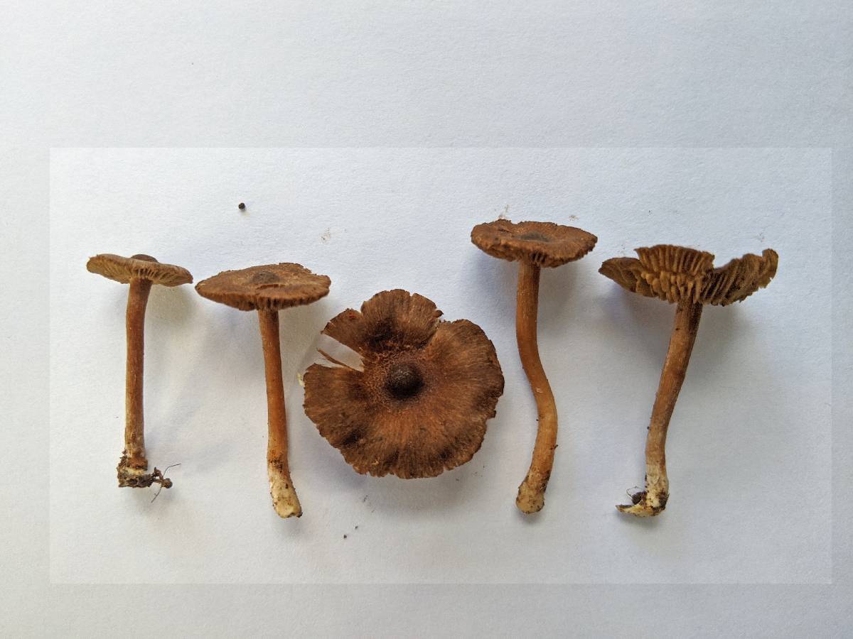 Inocybe nemorosa image