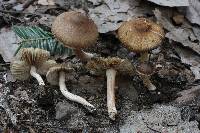 Inocybe pseudodestricta image