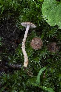 Inocybe obscura image