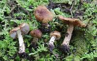 Inocybe vaccina image