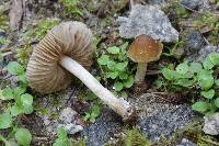Inocybe paludosella image