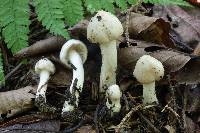 Inocybe whitei image