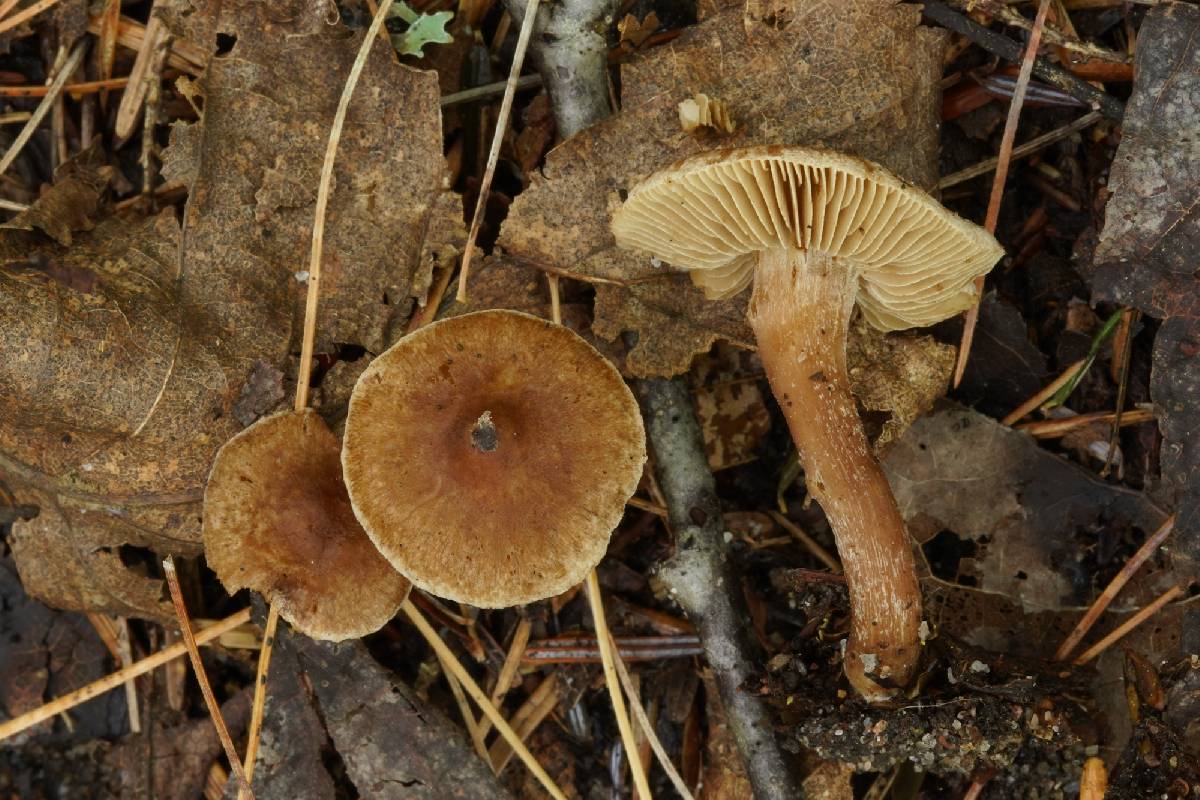Inocybe sabuletorum image
