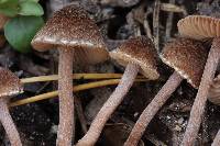 Inocybe subfulva image