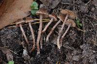 Inocybe subfulva image