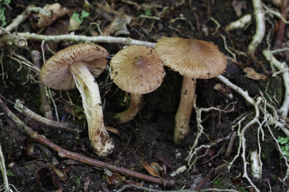 Inocybe boreocarelica image