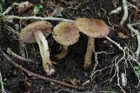Inocybe boreocarelica image