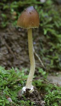 Inocybe asterospora image