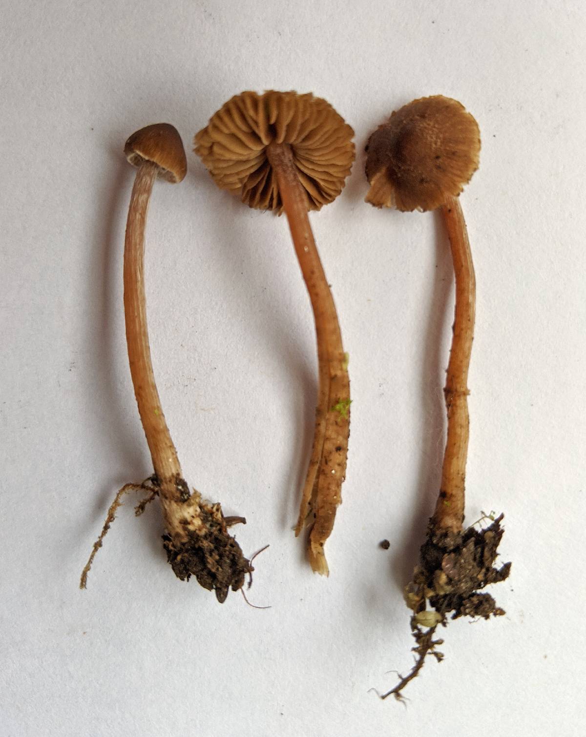 Inocybe perlucida image