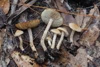 Inocybe tigrina image