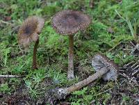 Inocybe sphagnophila image