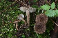 Inocybe stellatospora image