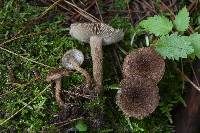 Inocybe stellatospora image