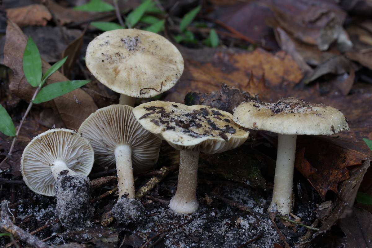 Inocybe subconnexa image