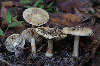 Inocybe subconnexa image