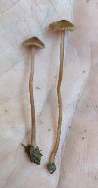 Inocybe subfulva image