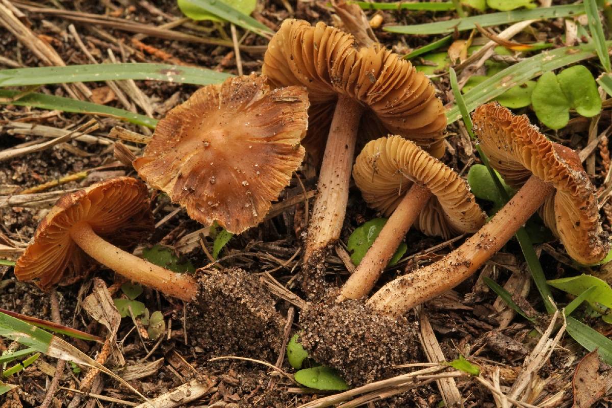 Inocybe subradiata image