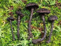 Inocybe tahquamenonensis image