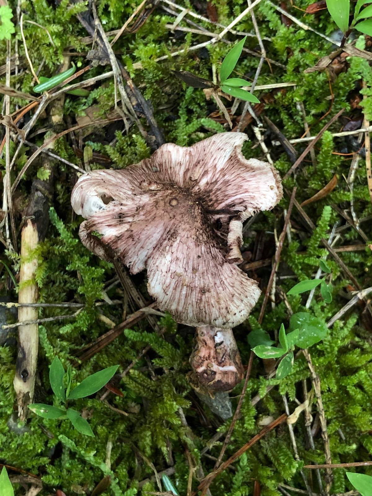 Inocybe vinaceobrunnea image