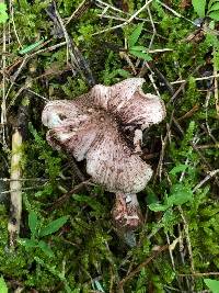 Inocybe vinaceobrunnea image