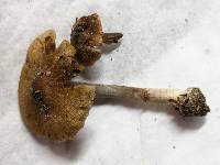 Inocybe nigrescens image